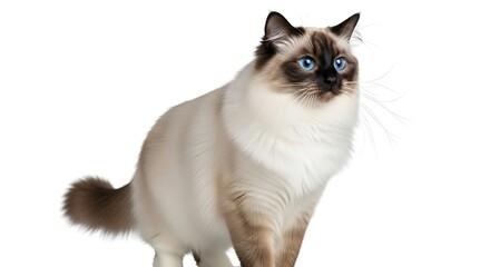 Beautiful Ragdoll Cat Portrait.