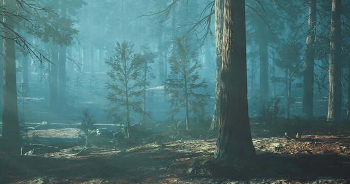 Sunlight breaks through the dense canopy of a forest at dawn, casting a mystical glow on the landscape. Shadows dance among towering trees, creating a serene atmosphere.