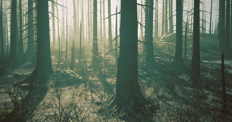 Obraz premium Dappled sunlight casts a warm glow through the tall trees in a serene forest. Soft mist hovers above the ground, creating a tranquil atmosphere in the early morning hours.