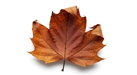 Obraz premium A single dry brown autumn leaf with prominent veins and curled edges casting a soft shadow on a white background