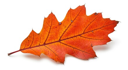 Obraz premium A single vibrant red and orange autumnal leaf with distinct veins and a short stem lies on a stark white surface casting a subtle shadow