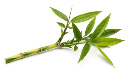 A vibrant green bamboo stalk with lush leaves and water droplets set against a pristine white background