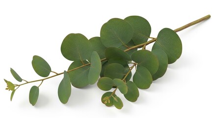 A vibrant green eucalyptus branch with numerous round leaves and new growth lies diagonally on a clean white surface casting soft shadows