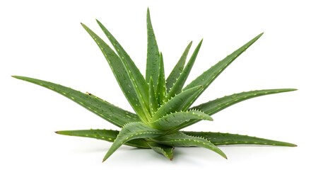 Fototapeta premium A vibrant green succulent plant with thick pointed leaves and serrated edges adorned with water droplets stands prominently against a clean white background