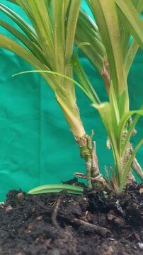 Pandanus plant roots ready for vegetative reproduction. Fertile soil is ideal for it. A perfect natural cinematography for botanists, designers, and nature lovers who desire vibrant greenery.