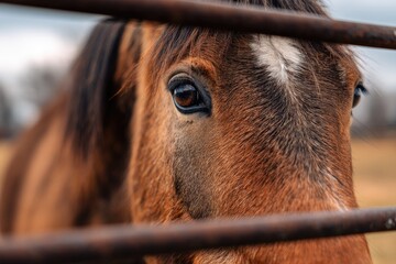 Close-up of a horse's face behind a fence (1)