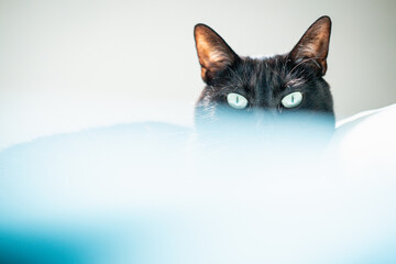 CHATTE NOIRE