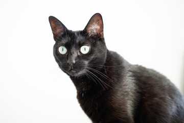 CHATTE NOIRE