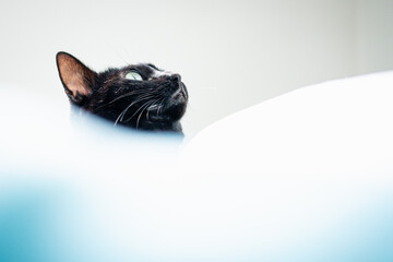 CHATTE NOIRE