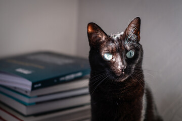 CHATTE NOIRE