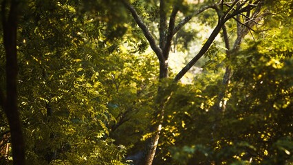 Fototapeta premium Lush green trees create a tranquil atmosphere as soft sunlight filters through the leaves, highlighting the beauty of nature in a secluded forest during twilight.