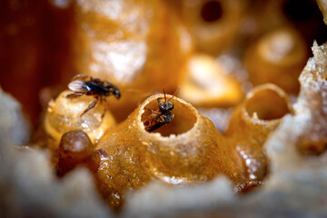Structure of a stingless bee hive, close-up to the honey pot