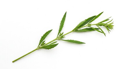 Fototapeta premium A green plant sprig with a central stem and elongated serrated leaves showing developing buds at its tip presented on a plain white background
