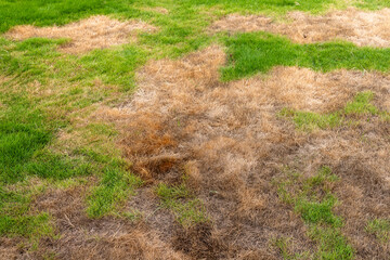 Patchy Lawn with Green and Brown Grass. Uneven Turf Health and Soil Stress.