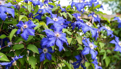 Vibrant blue clematis flowers in full bloom on a sunny summer day