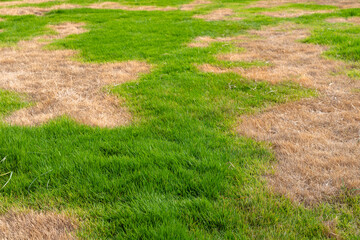 Lawn with Green and Brown Grass. Grass Health Variation and Environmental Stress.