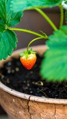 Single strawberry on plant in pot