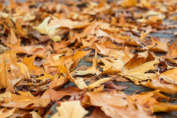 The city asphalt sidewalk is strewn with autumn dry fallen orange leaves of a maple tree from a lower angle. Blank for artworks on the theme of the changing seasons, autumn motifs, atmosphere