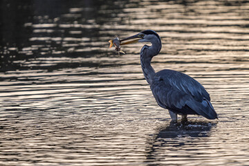 gray heron on the edge of a body of water