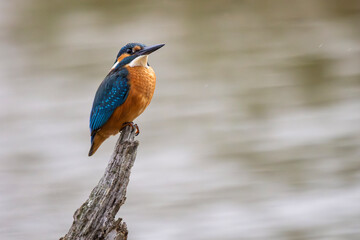 Martin, pêcheur sitting on a branch above the Sousse pond, Brenne, France, Ricot pond, Brenne, France
