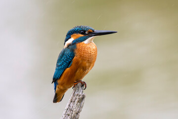 Martin, pêcheur sitting on a branch above the Sousse pond, Brenne, France, Ricot pond, Brenne, France