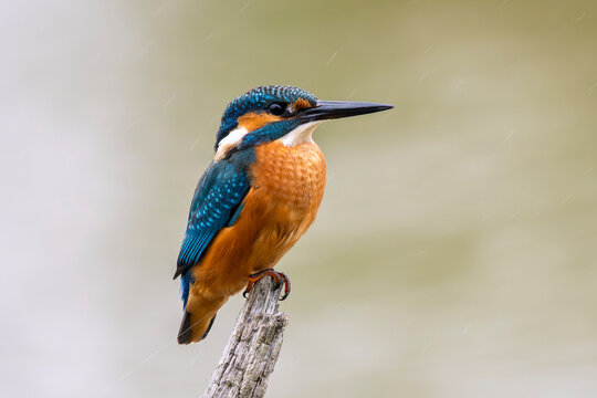 Martin, p&ecirc;cheur sitting on a branch above the Sousse pond, Brenne, France, Ricot pond, Brenne, France
