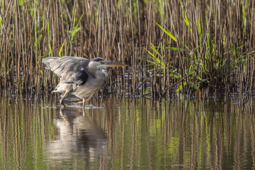 gray heron on the edge of a body of water