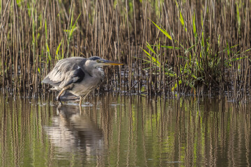 gray heron on the edge of a body of water