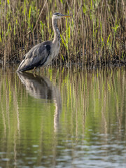gray heron on the edge of a body of water