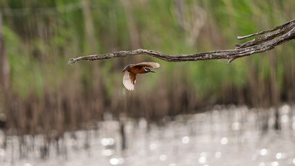 Kingfisher flying over a body of water