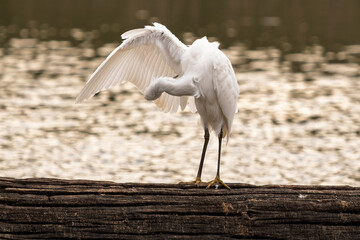 a little egret shakes itself and dries its feathers