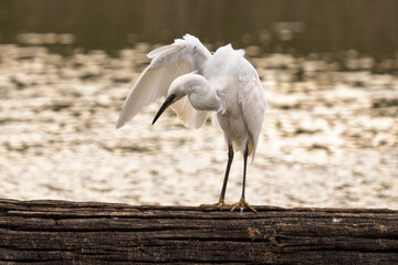 a little egret shakes itself and dries its feathers