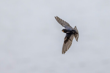 Swallow flying over a body of water
