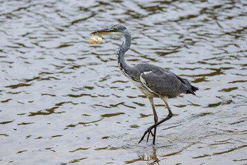 Great blue heron with a fish in its beak, Ricot pond in Brenne, France