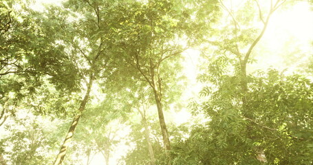 Sunlight shines through the vibrant canopy of leaves, creating a tranquil atmosphere in the forest. Natures beauty unfolds as the day transitions to evening, inviting reflection.