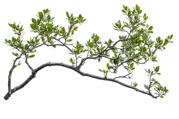 Fototapeta premium Olive tree branch with leaves isolated on a white background,