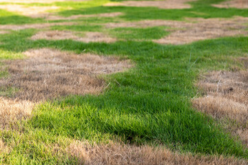 Green Lawn with Brown Spots