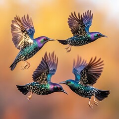 Four starlings in flight, vibrant plumage, golden and purple hues