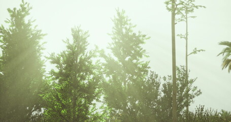 Bright sunlight streams through lush green trees in a peaceful forest setting. The soft rays illuminate the foliage, creating a tranquil atmosphere in the early morning hours.