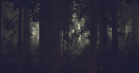Fototapeta premium Tall trees tower over a serene forest as soft light pierces through the fog, creating an enchanting atmosphere during twilight, inviting exploration and reflection in nature.