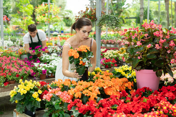 Young Spaniard woman, plant lover, in casual white summer dress choosing vibrant begonia x hiemalis...
