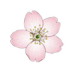 Pink cherry blossom single flower vector isolated illustration