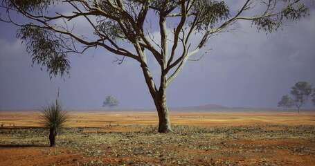 Fototapeta premium A vast Australian landscape features a large tree on the arid ground, complementing distant hills and a cloudy sky. This scene reflects the beauty of nature in its raw form at midday.