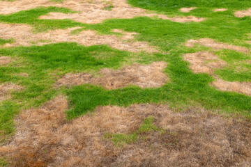Lawn with Brown Patches and Green Grass. Drought Damaged Turf.