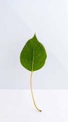 Single vibrant green leaf