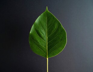 Single vibrant green leaf against dark background