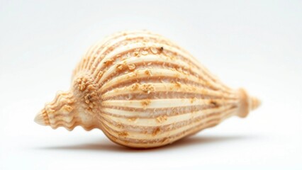 Elegant ribbed seashell with delicate brown stripes resting on a pristine white surface in a studio shot