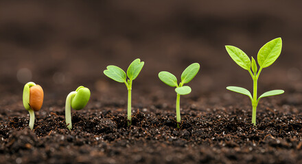 Stages of plant growth, from seed to sprout, showing new life and the potential for growth, perfect for environmental and sustainable concepts  