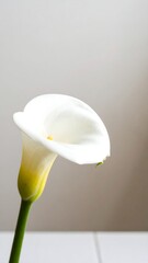 Single white calla lily