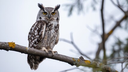 Majestic great horned owl perched on a tree branch in daylight